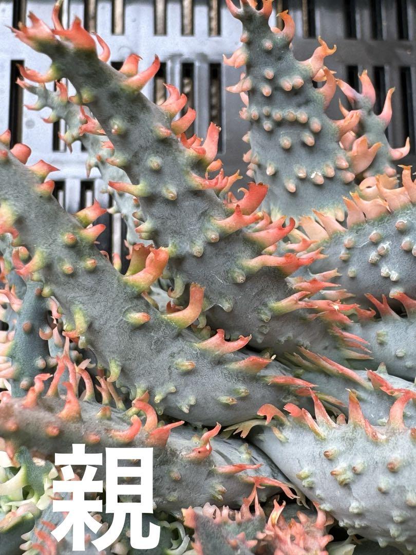 Aloe hybrid アロエ ハイブリッド 子株 第四種 （Aloe hybrid
