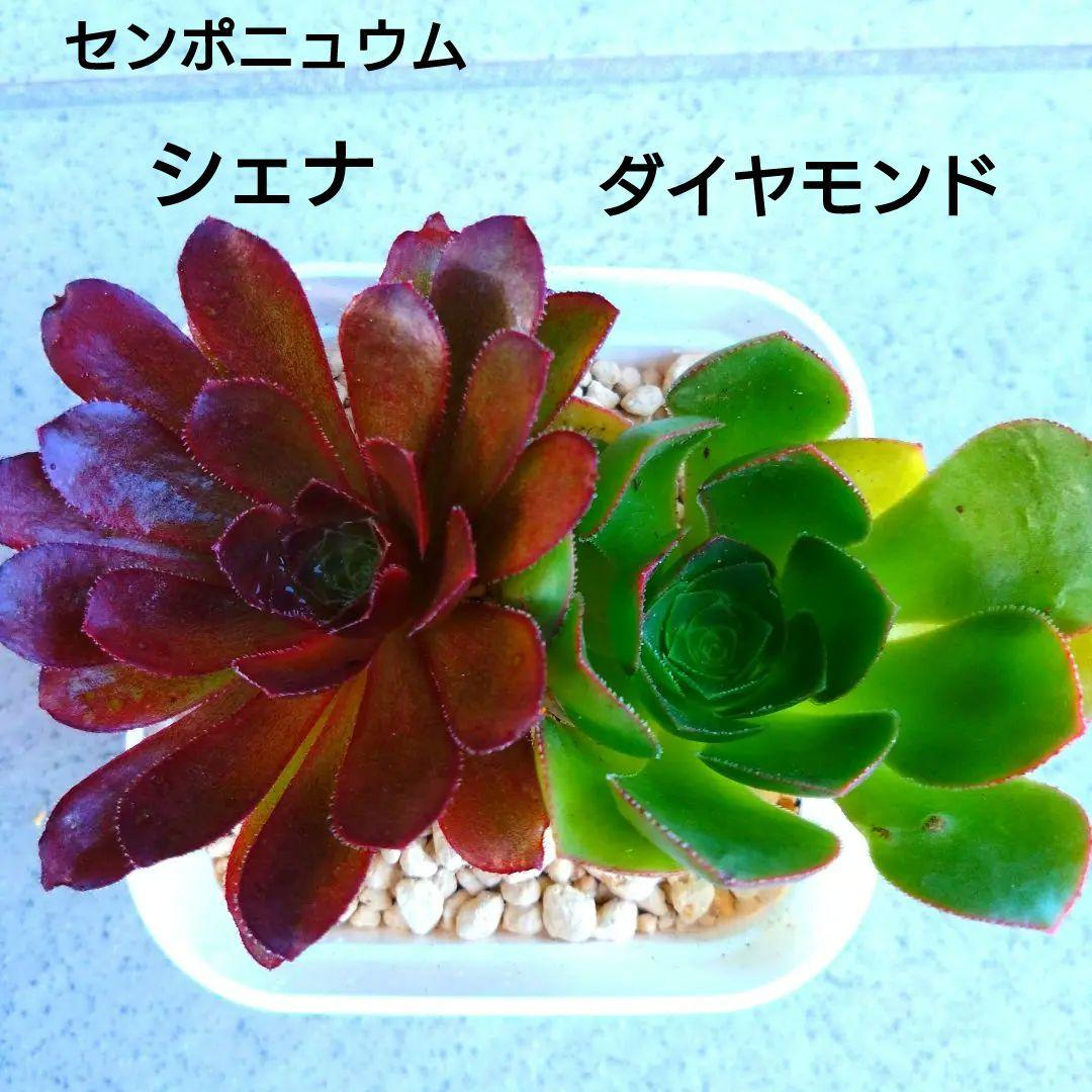 30#多肉植物❤️アエオニウム錦❤️ウエディングドレス❤️1大頭20小頭33cm拔き苗 30#多肉植物❤️アエオニウム錦❤️ウエディングドレス❤️1大頭