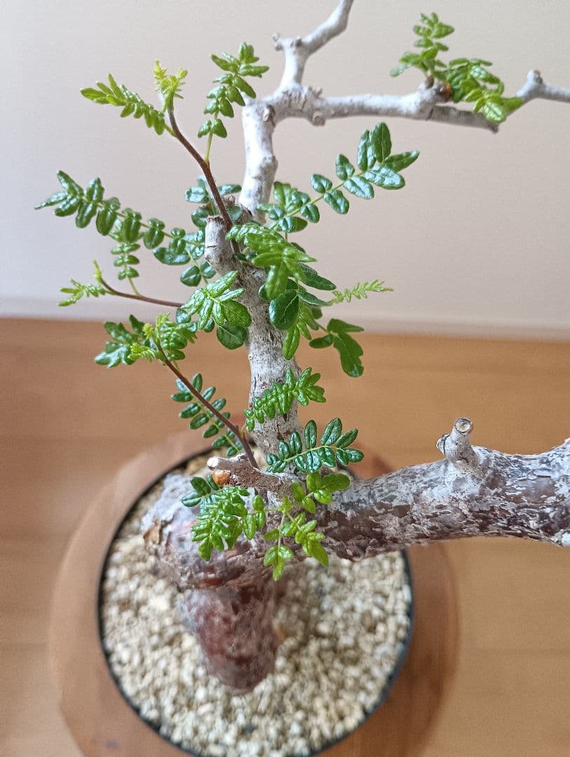 塊根植物 コミフォラモンストローサ発根済 塊根植物 コミフォラモンストローサ発根済