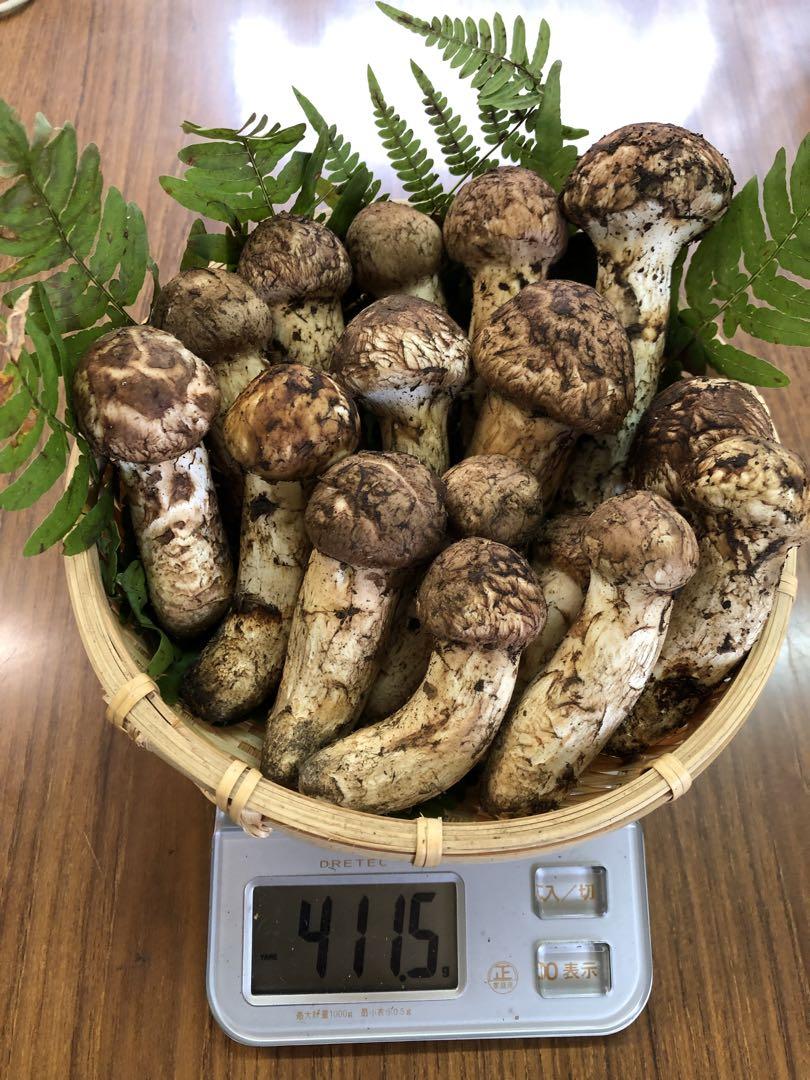 岩手県産　松茸（411.5g）③