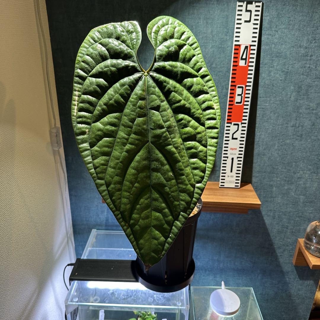 アンスリウム ルクスリアンス Anthurium luxurians