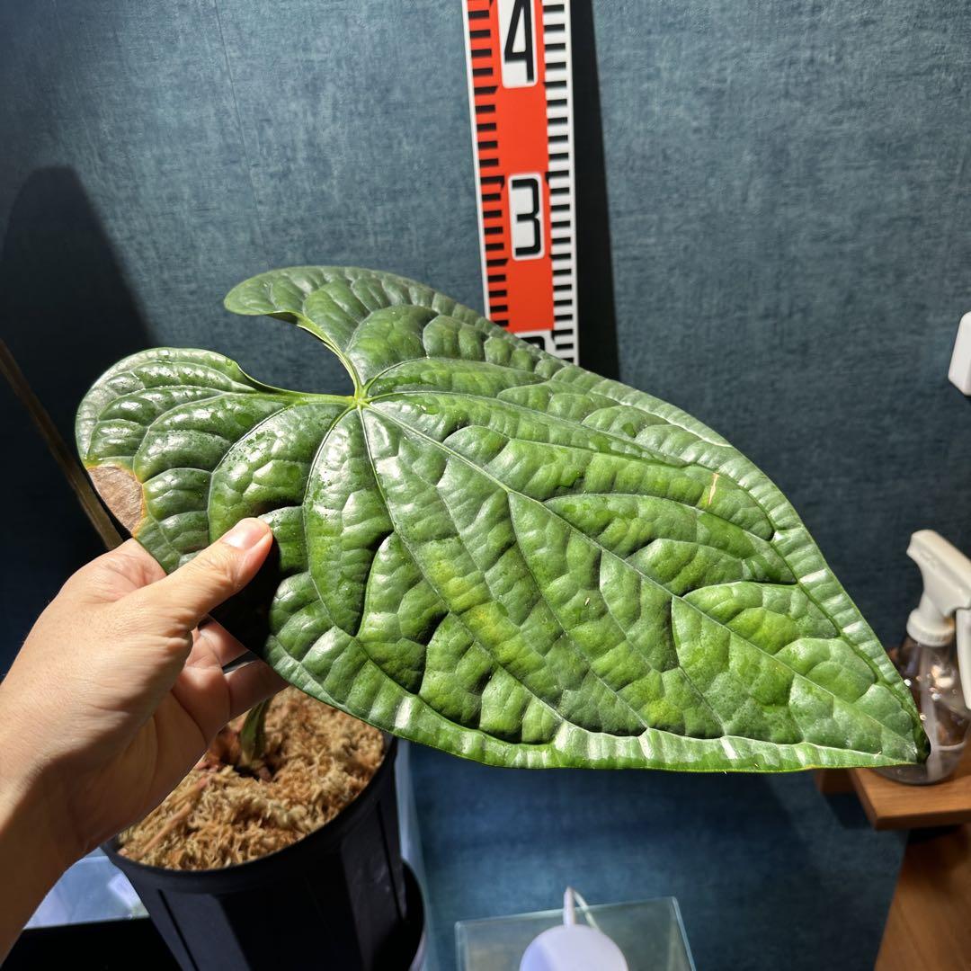 アンスリウム ルクスリアンス Anthurium luxurians