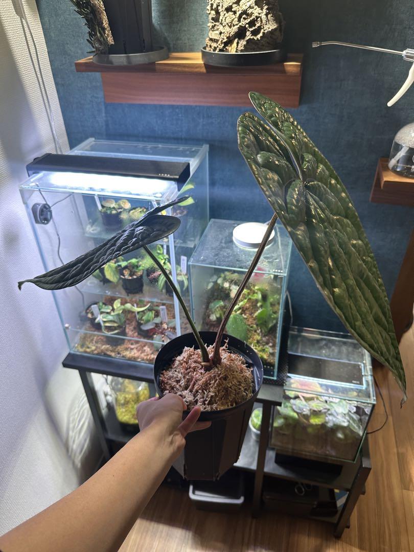 アンスリウム ルクスリアンス Anthurium luxurians