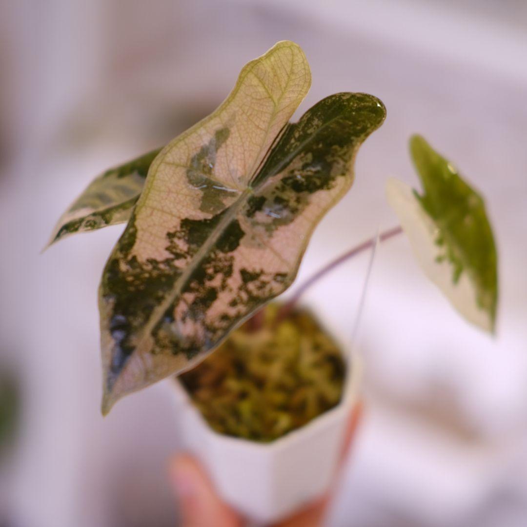 A.Pseudo Sanderiana Pink Albo│アロカシア プセウド