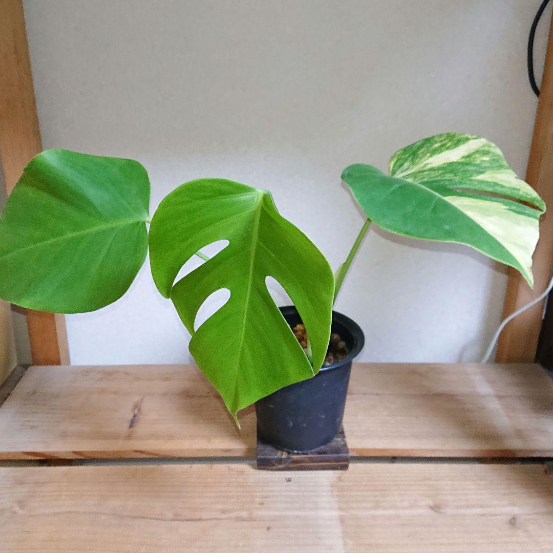 モンステラ　ボルシギアナ　オーレア オーレア・モンステラ( Monstera Borsigiana Yellow Variegata