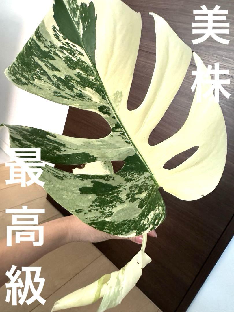 超超最高級 極斑入り 大株 モンステラ ボルシギアナ ホワイト