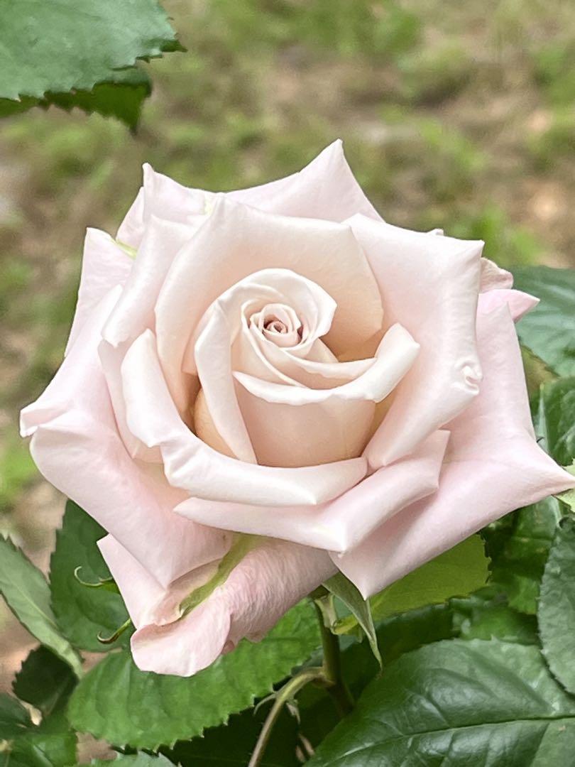 切り花品種バラ苗 レアバラ 1歳 NORTHANGER ABBE♡ Rose - メルカリ