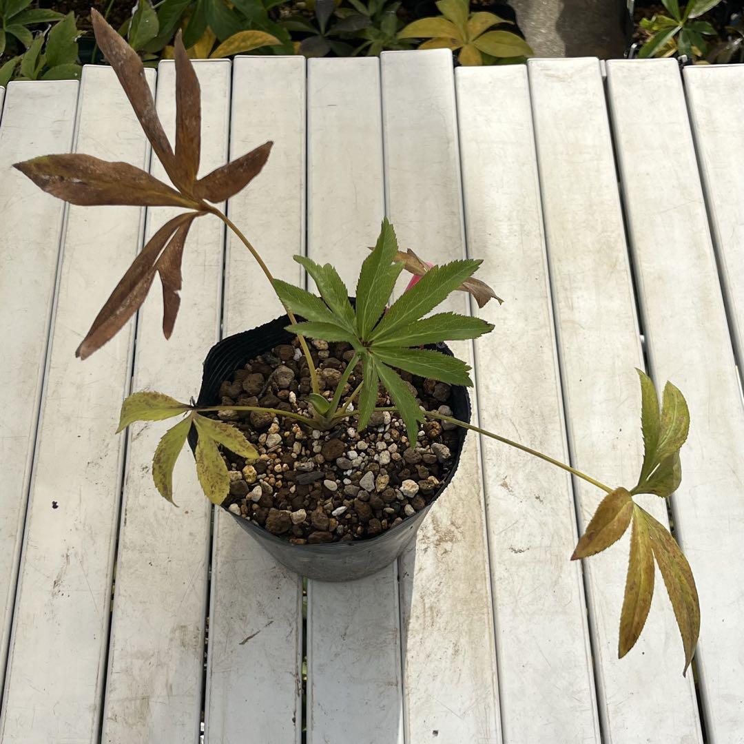 2段色分け花弁
