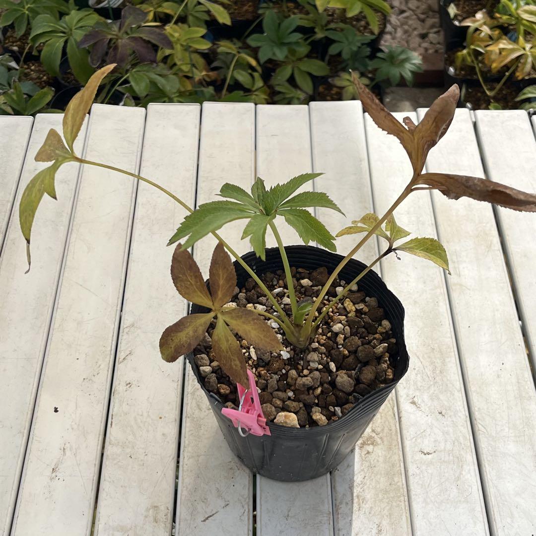 小輪 2段色分け花弁