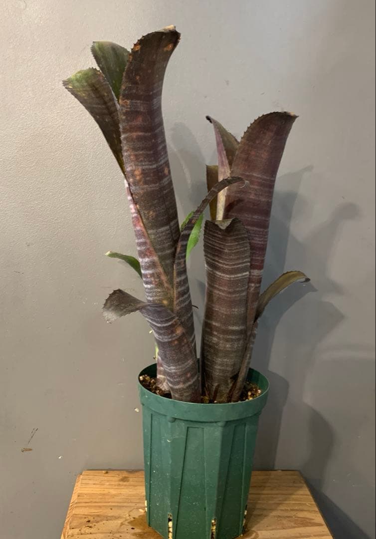 ビルベルギア ドミンゴスマルティンス×ジョージア 子株付き