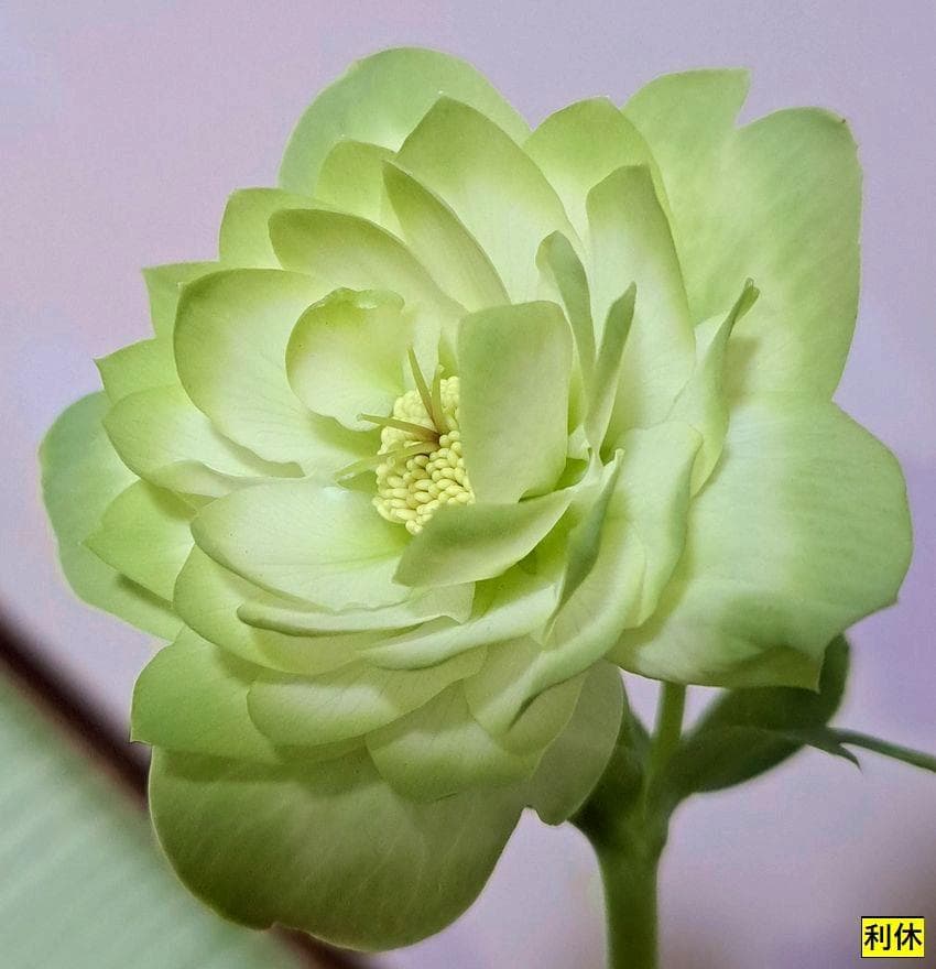 ピエラ利休クレオパトラ黒多弁交配発芽苗目立った傷や汚れなし