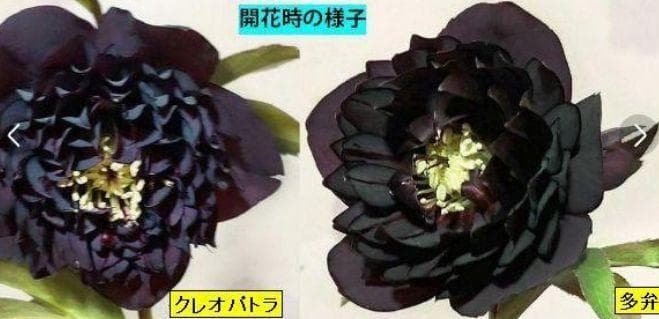 1セット ピエラ利休クレオパトラ黒多弁交配発芽苗目立った傷や汚れなし YUZUMIYA_COM