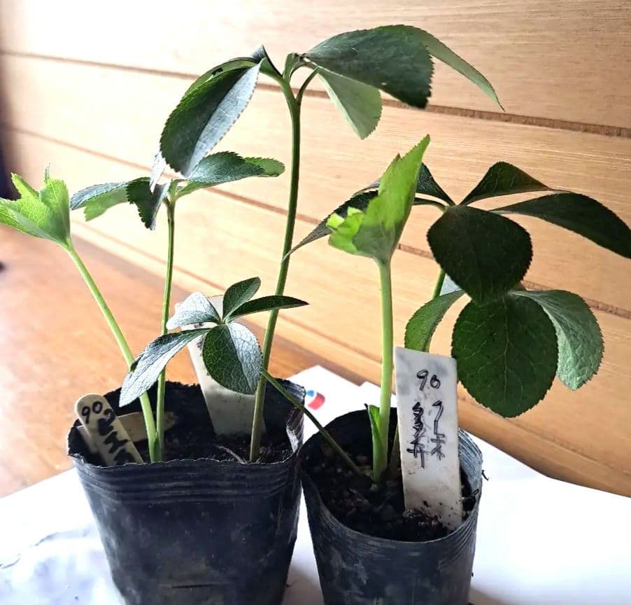 ピエラ利休クレオパトラ黒多弁交配発芽苗目立った傷や汚れなし