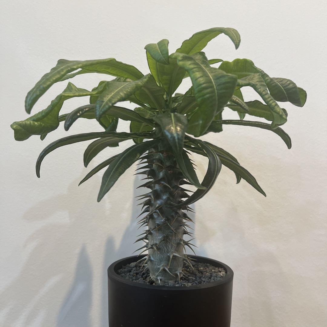 塊根植物 サボテン新品、♥