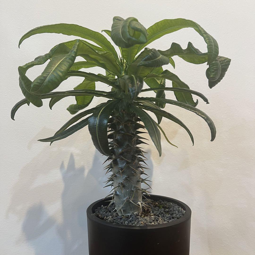 塊根植物 サボテン新品、♥