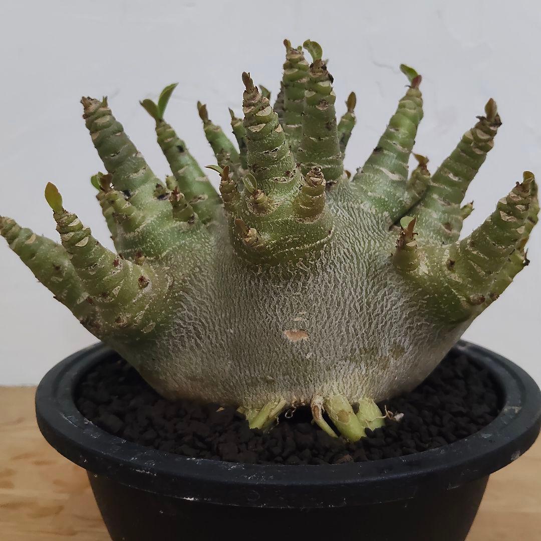 ドワーフ タコ足