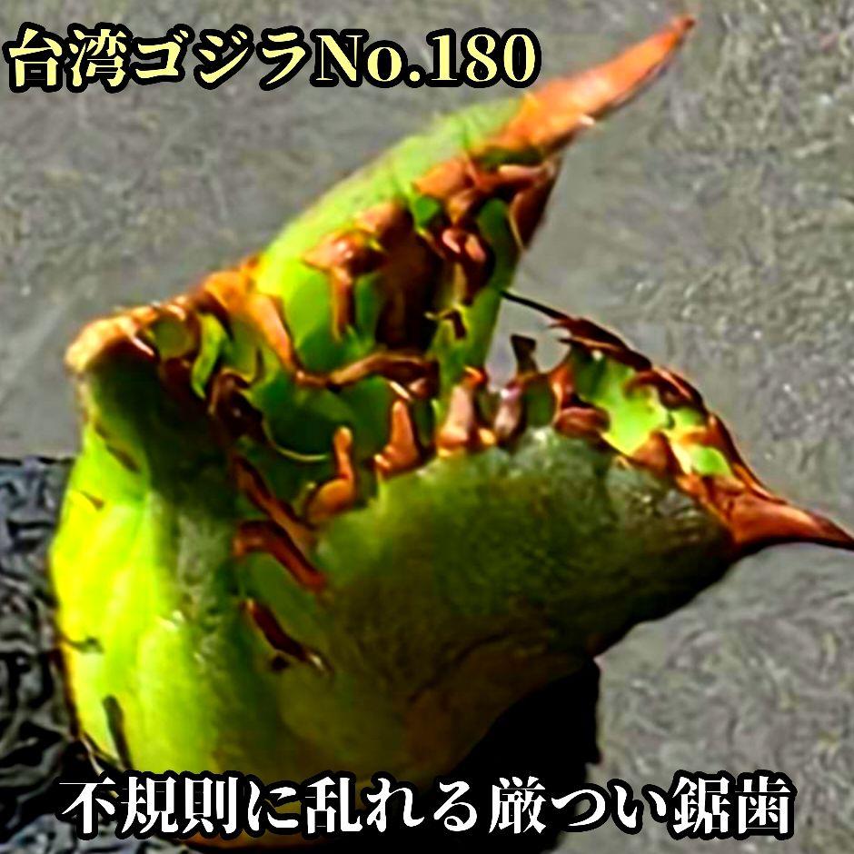 台湾ゴジラ　No.180　不規則に乱れる超厳つい鋸歯が特徴的！入手困難高級アガベ