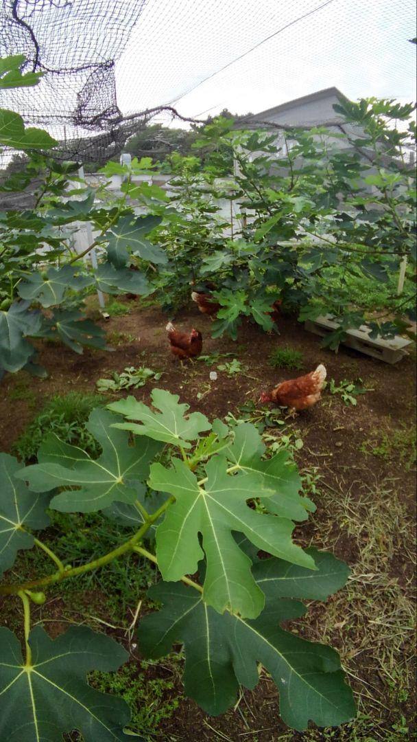 平飼い卵80個1/11常温発送