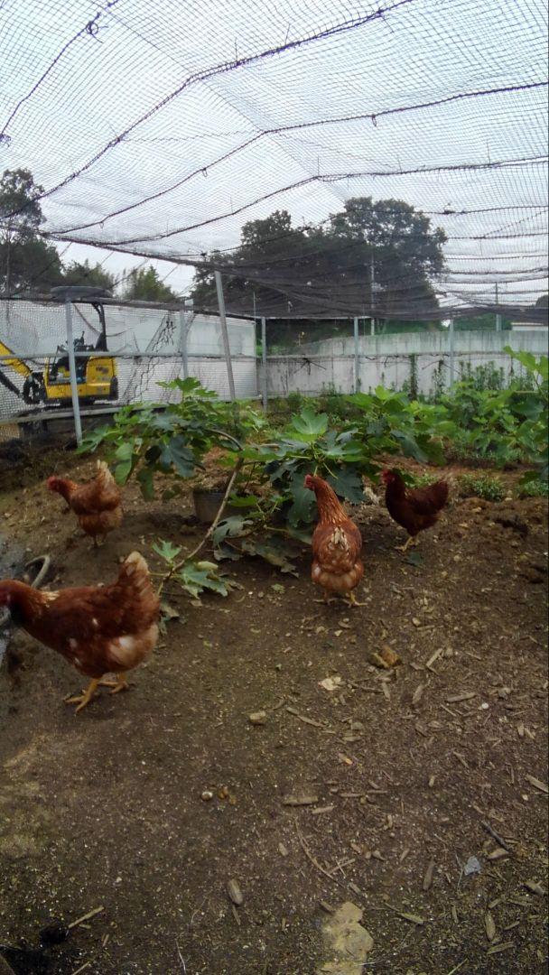 平飼い卵80個1/11常温発送