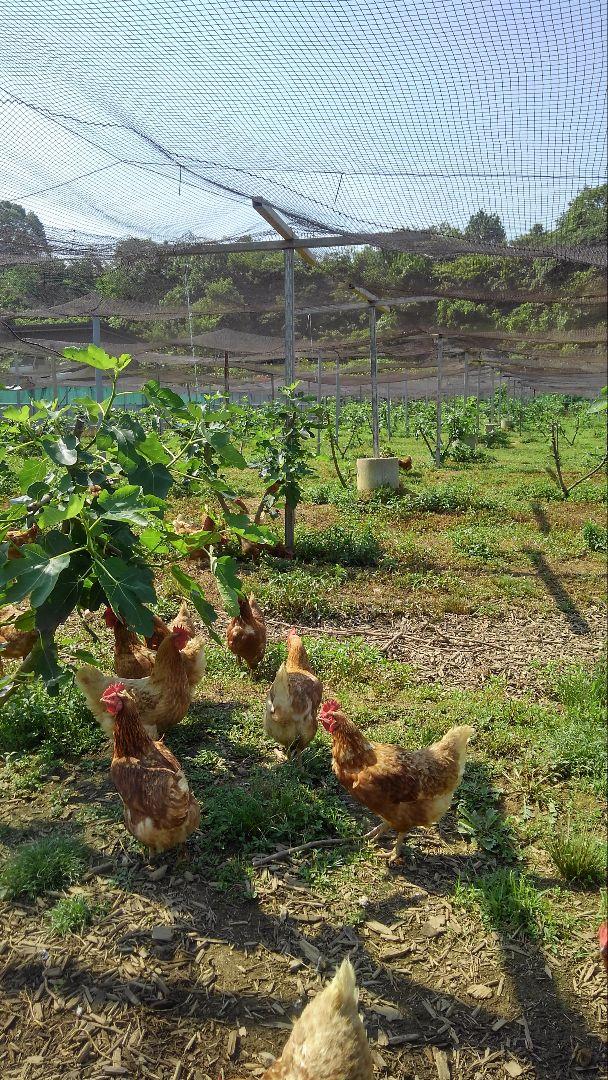 平飼い卵80個1/11常温発送