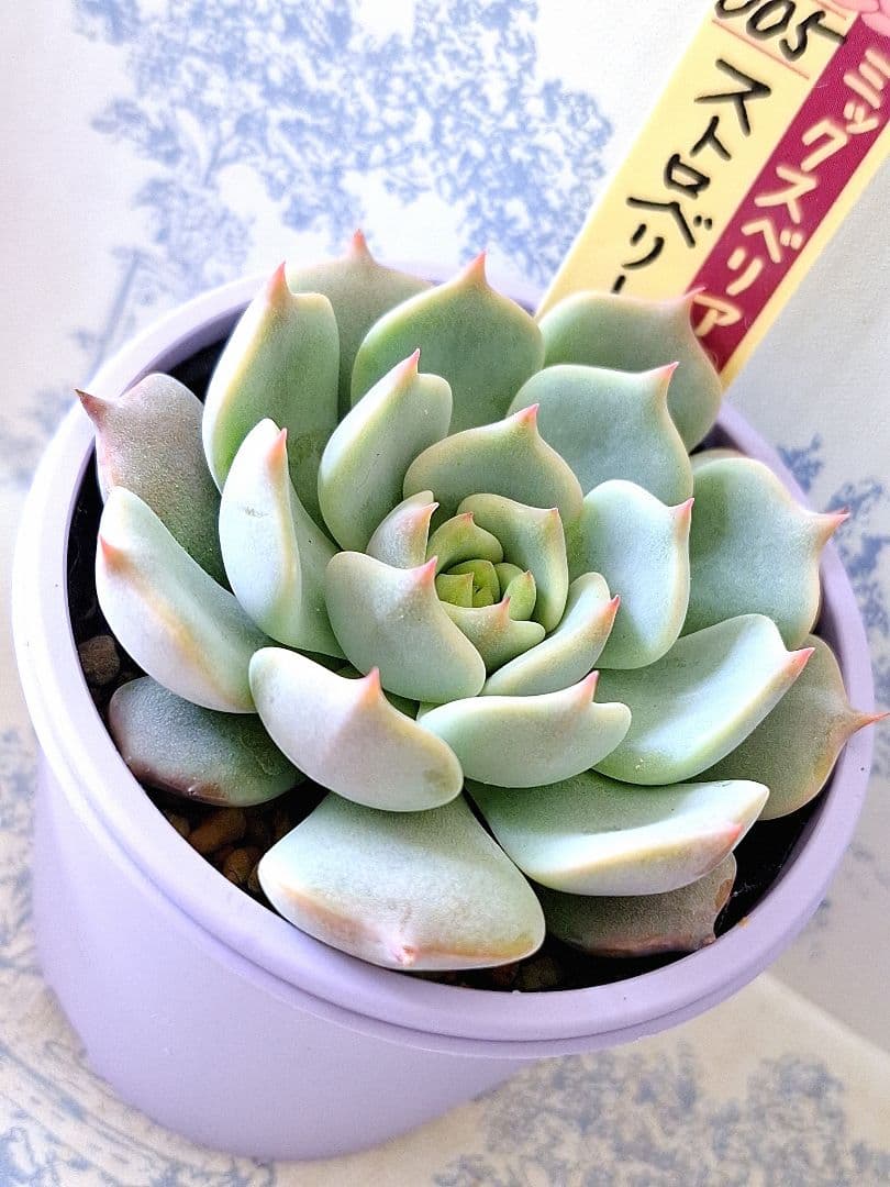 アルバートチワワ ストロベリーミルククラウンおらいさん苗ミックスベリアやや傷や汚れあり YUZUMIYA_COM