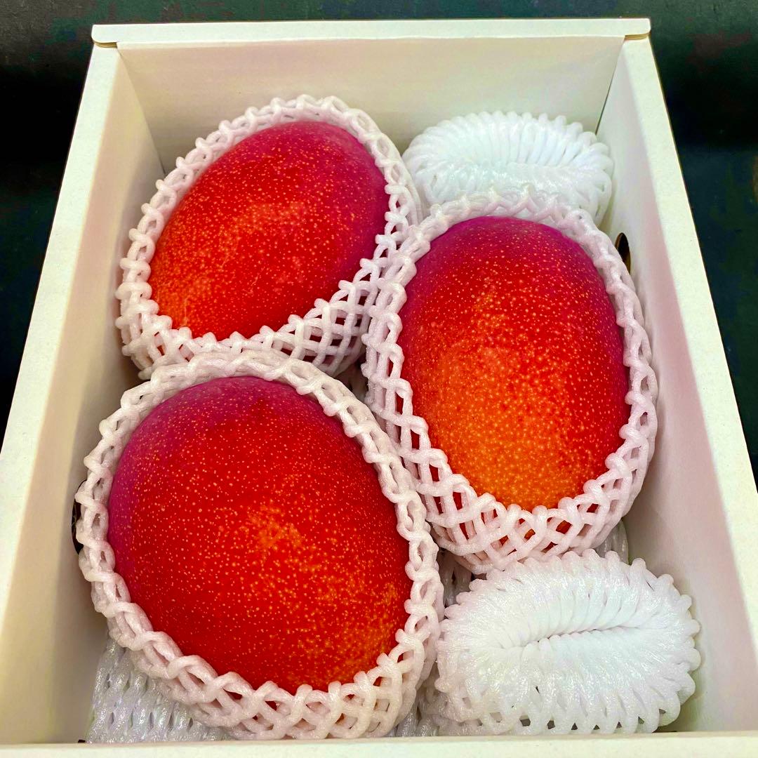 贈答用 特大マンゴー ３玉　▲今シーズンラスト