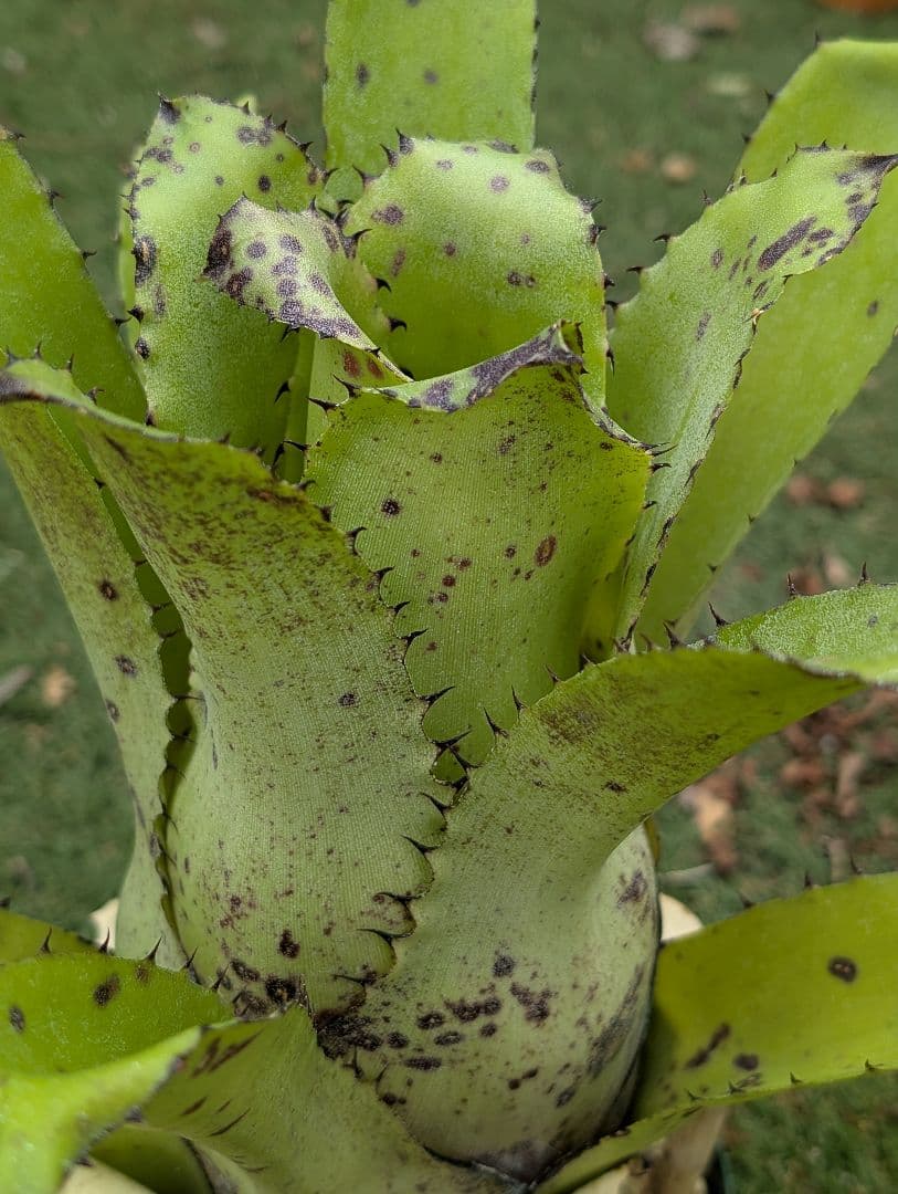 SSやや傷や汚れあり