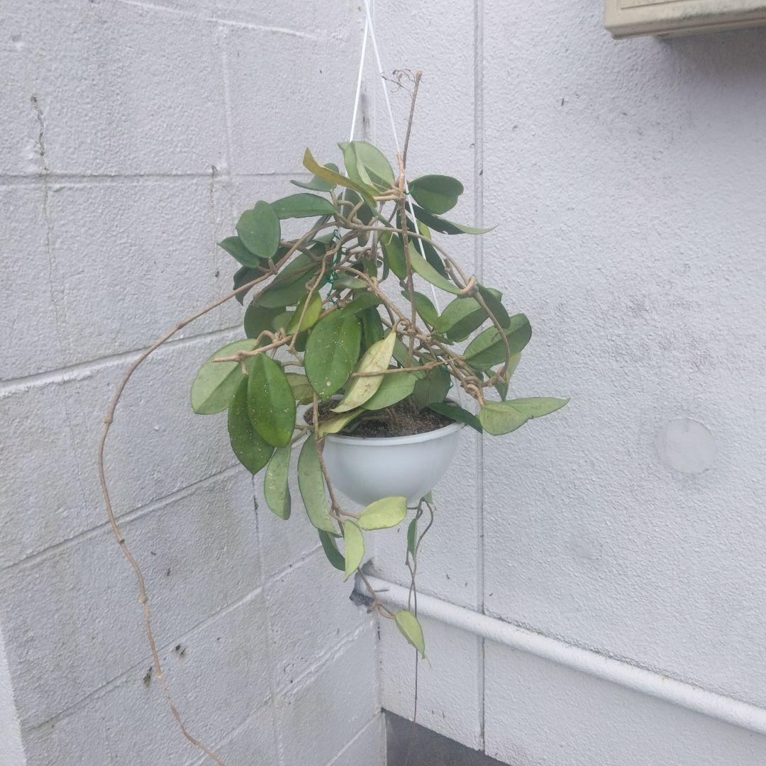 屋久島自生サクララン - メルカリ