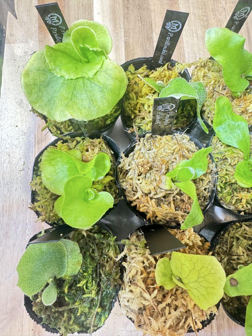 放送大学 割引 ビカクシダ メルカリ - 15種 ビカクシダ