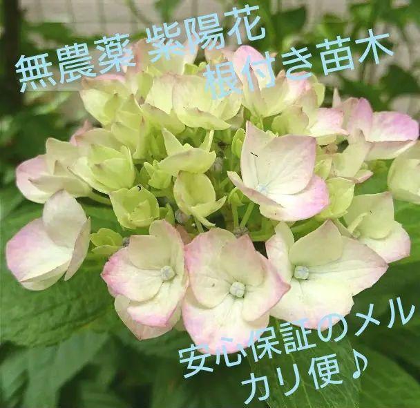 無農薬 紫陽花挿し木 根付き苗 クリーム 薄ピンク くすみ紫変化 おっきめ株 メルカリ