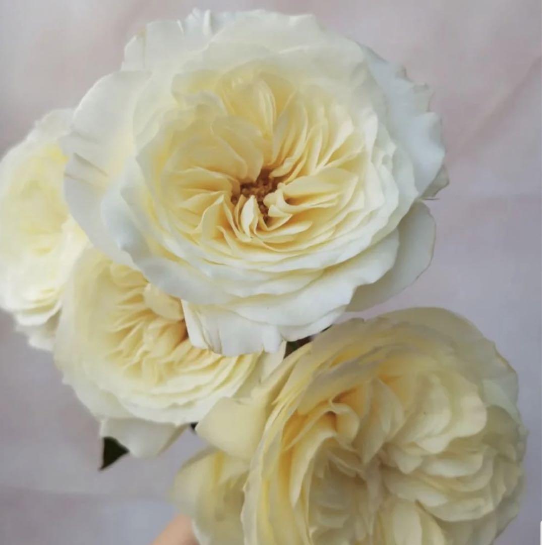 薔薇　バラ苗　イングリッシュローズ　接木苗　つぼみ付き　2年生しっかり苗