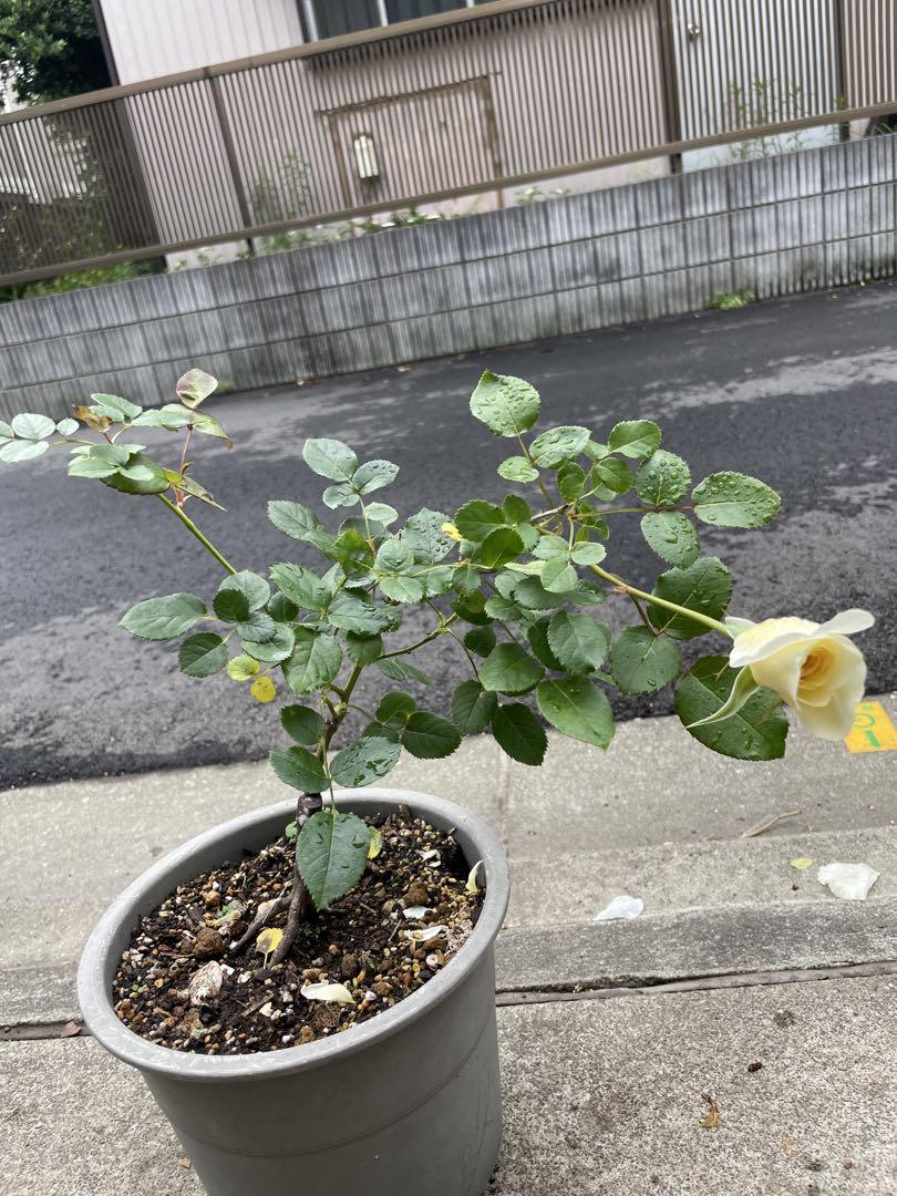 薔薇　バラ苗　イングリッシュローズ　接木苗　つぼみ付き　2年生しっかり苗