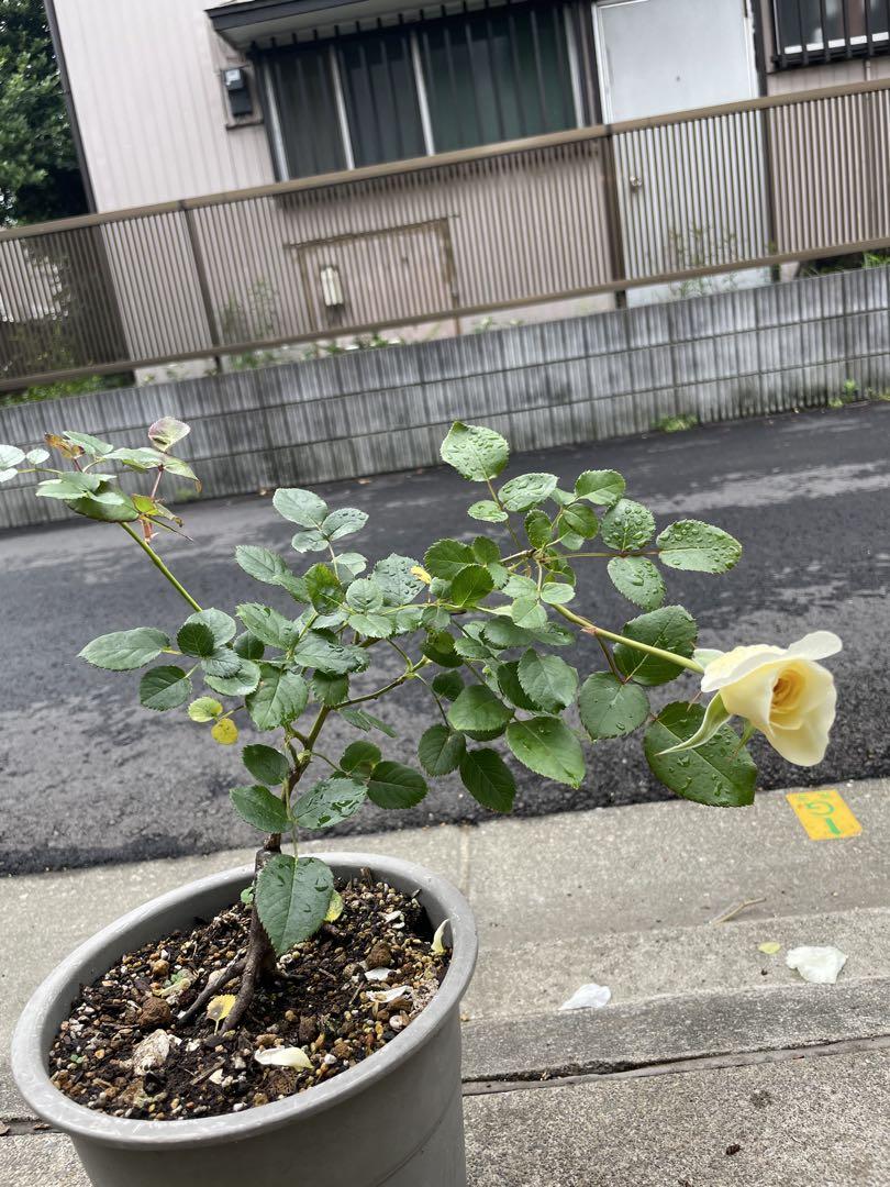 薔薇　バラ苗　イングリッシュローズ　接木苗　つぼみ付き　2年生しっかり苗