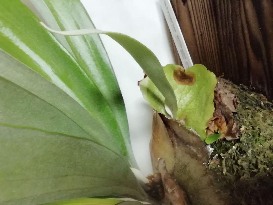 P.Willinckii cv Mutant ウイリンキー選抜個体　希少株子株付