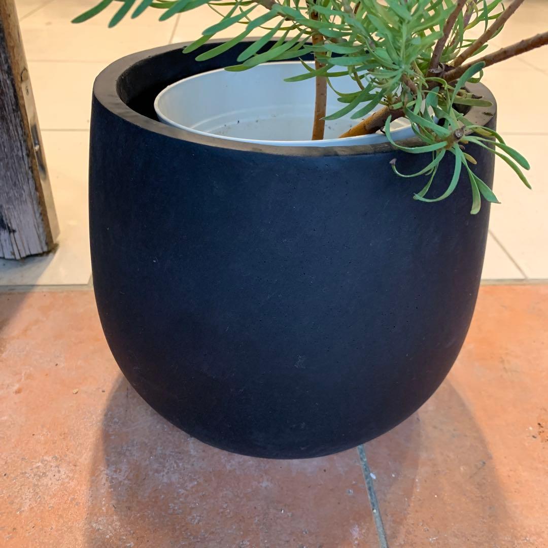 リューカデンドロン パープルヘイズ