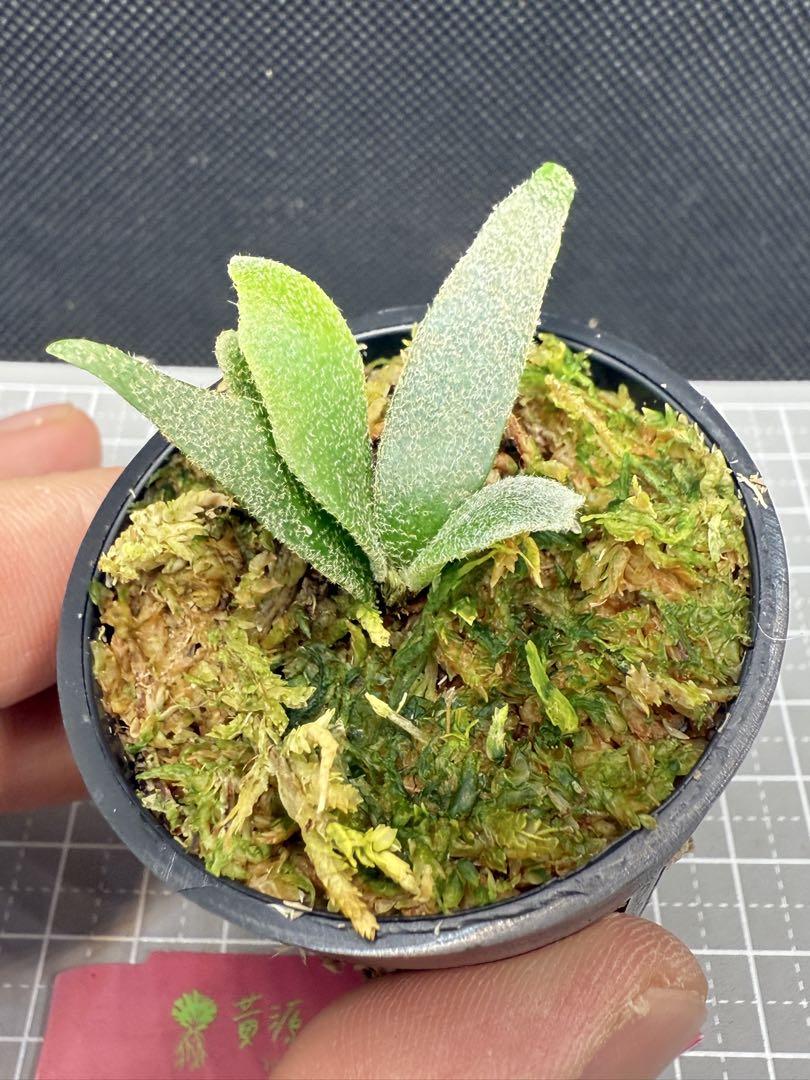 ビカクシダ P.willinckii 'Jenny' TC #2 - メルカリ