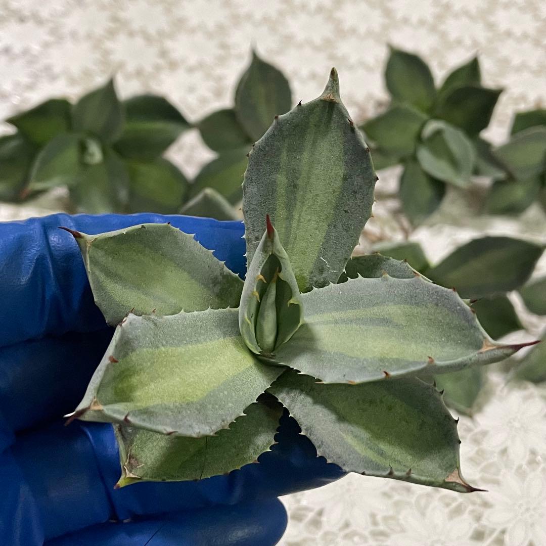 ホーチエンシス