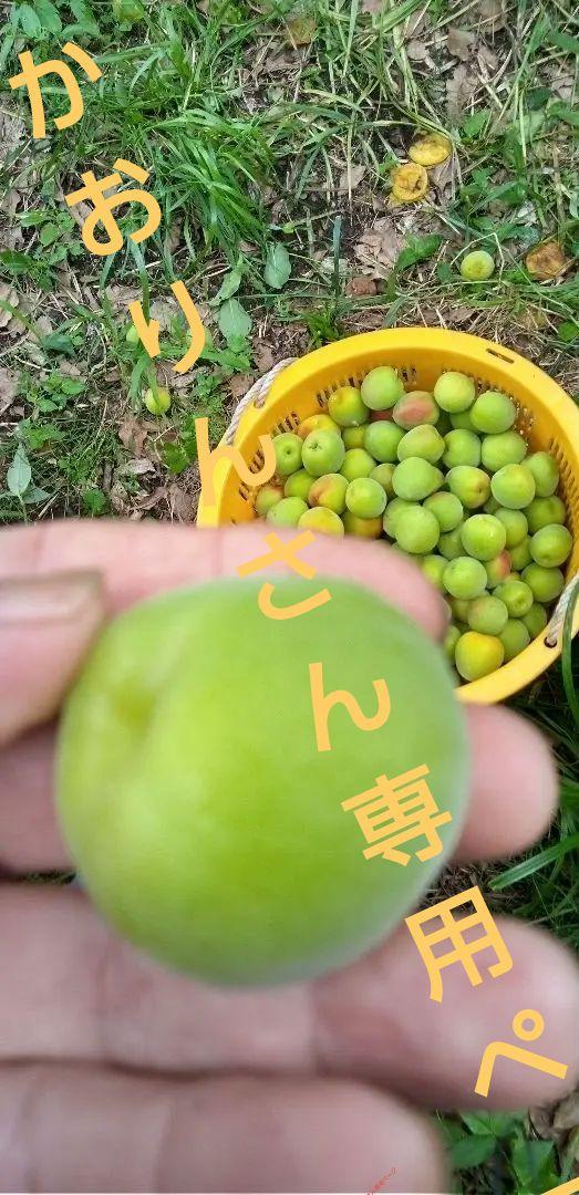 南高梅