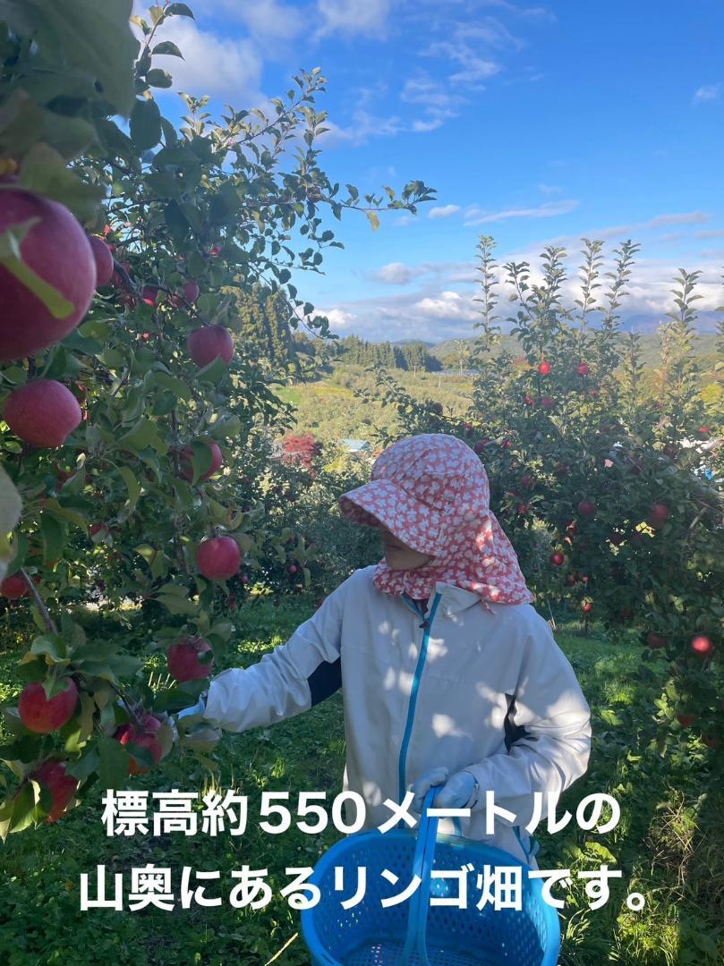 特選サンふじ　10キロ　2L　長野県産　減農薬　化学肥料不使用　贈答用