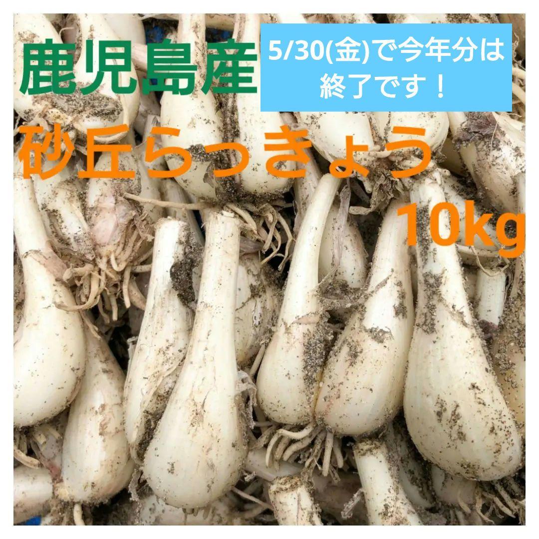 無農薬 実山椒 1.8kg＋増量 岡山県産 楽天市場】【1家族1点限り】 山椒 ミル 生山椒 奥出雲のはじかみ