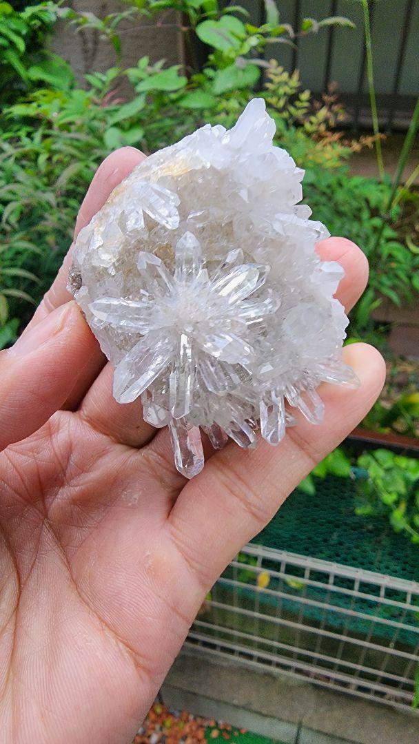 菊の花クォーツ