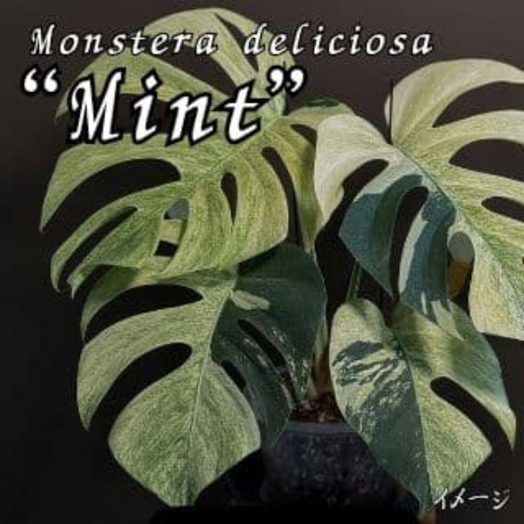 斑入りモンステラ【ミント】Monstera \