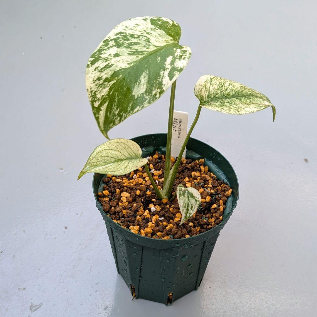 斑入りモンステラ【ミント】Monstera \"Mint\" variegata