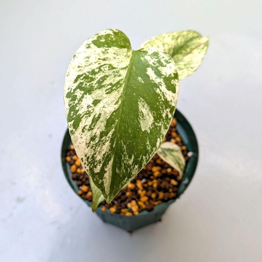 斑入りモンステラ【ミント】Monstera \"Mint\" variegata
