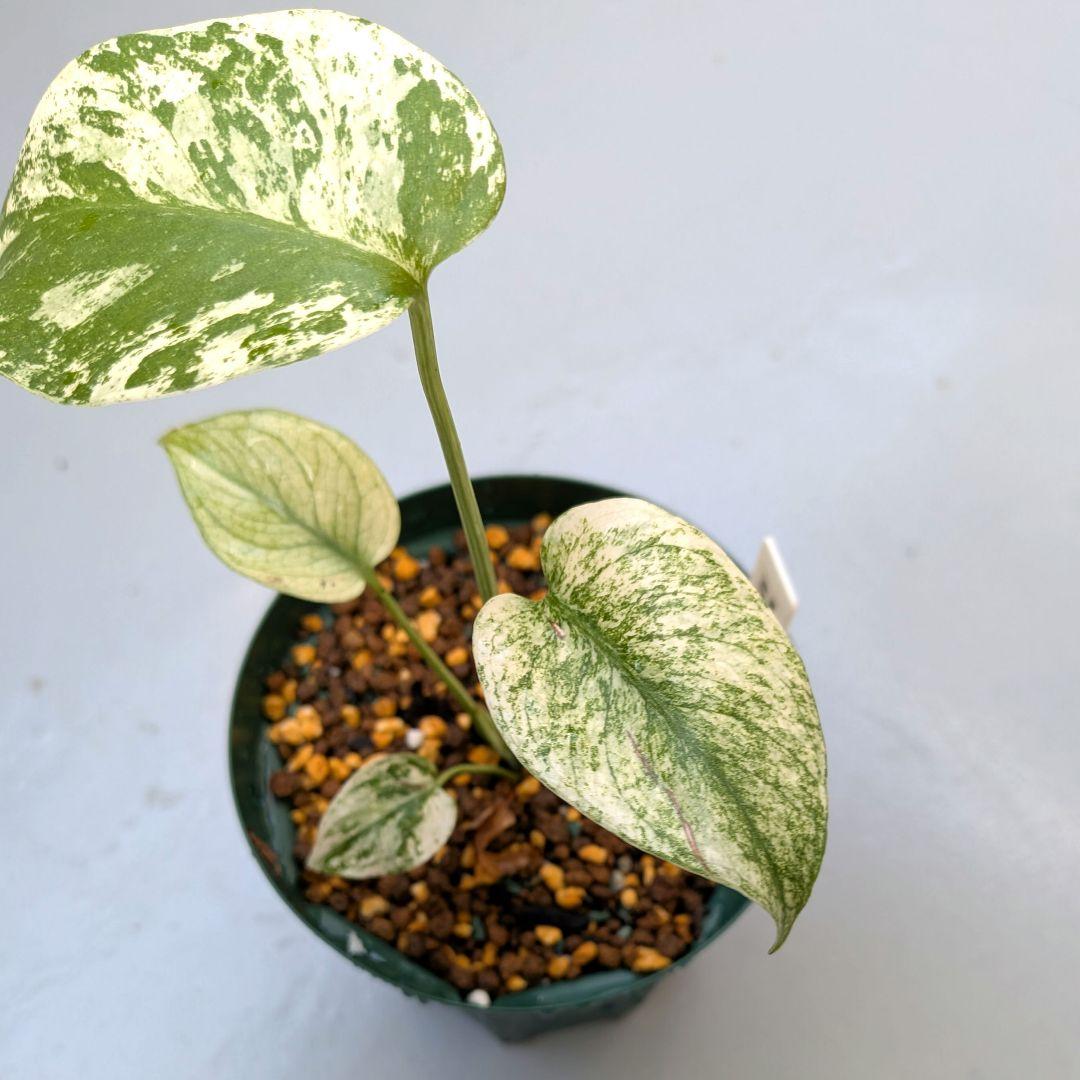 斑入りモンステラ【ミント】Monstera \"Mint\" variegata
