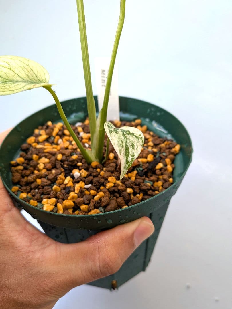 斑入りモンステラ【ミント】Monstera \"Mint\" variegata