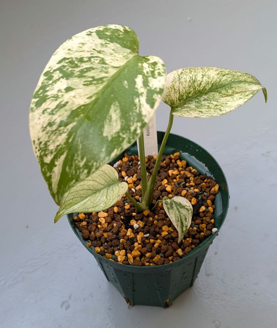 斑入りモンステラ【ミント】Monstera \"Mint\" variegata