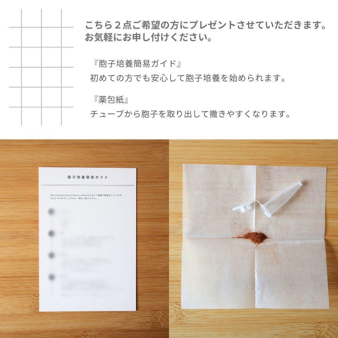 ビカクシダ7株セット安心サイズ胞子培養 ① ビカクシダ胞子培養7セット