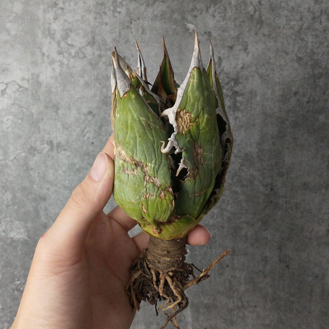 【F6455B】【超希少個体】オアハカ 産 アガベ オテロイ agave oteroi Oaxaca ( チタノタ ゴジラ 悪魔くん バケモノ スーパーチタノタ ) p10150 超希少個体オアハカ 産 アガベ オテロイ Oaxaca