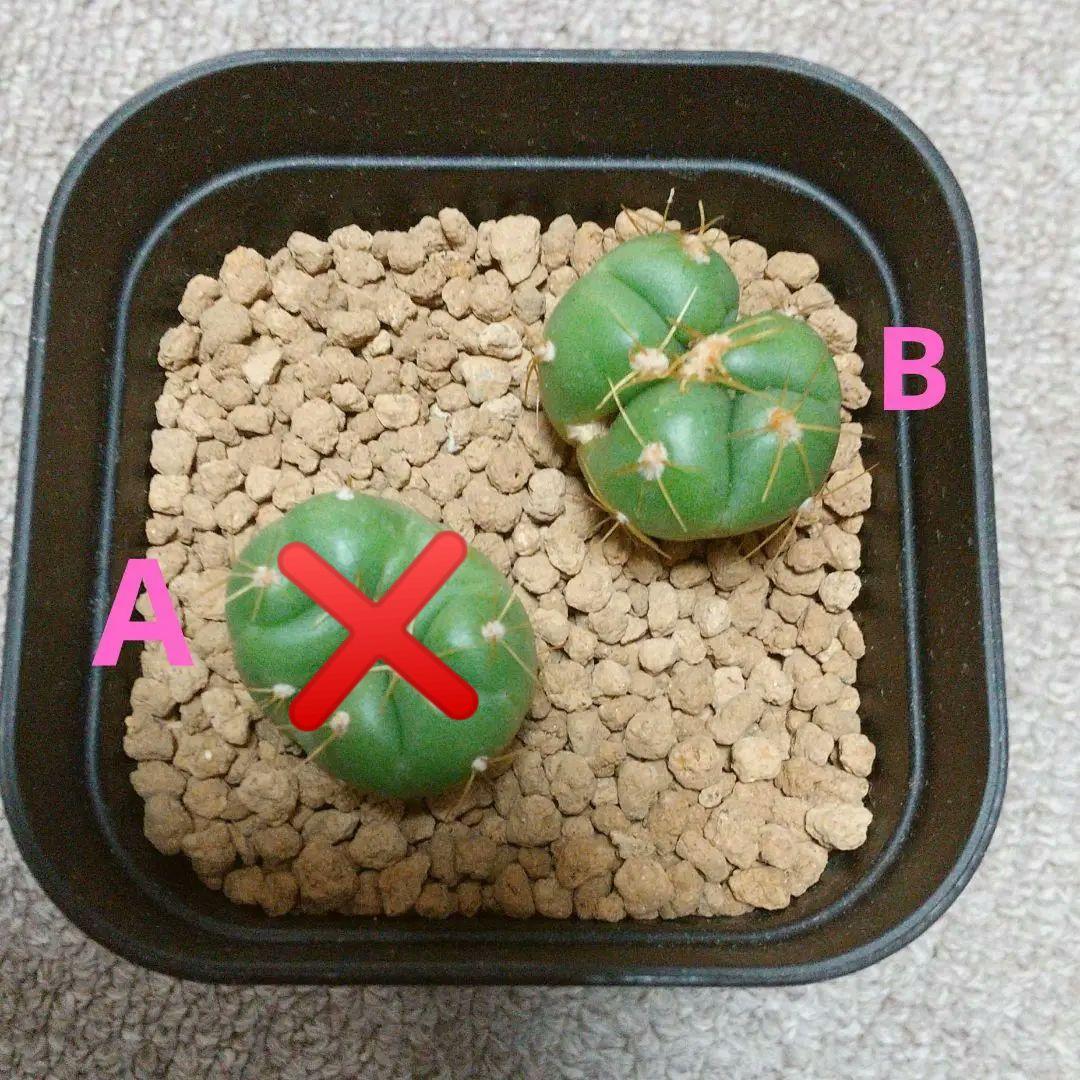 ギムノカリキウム ペンタカンサ 聖王丸 モンスト